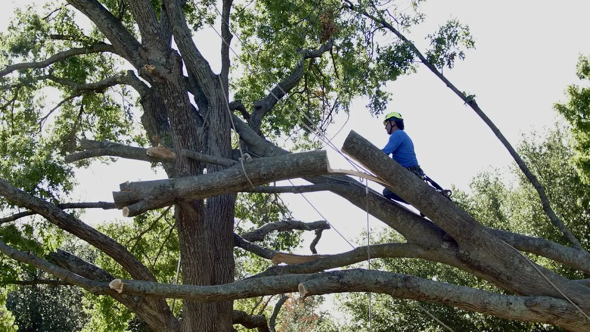 Professional Crown Thinning performed by certified arborists in Loring