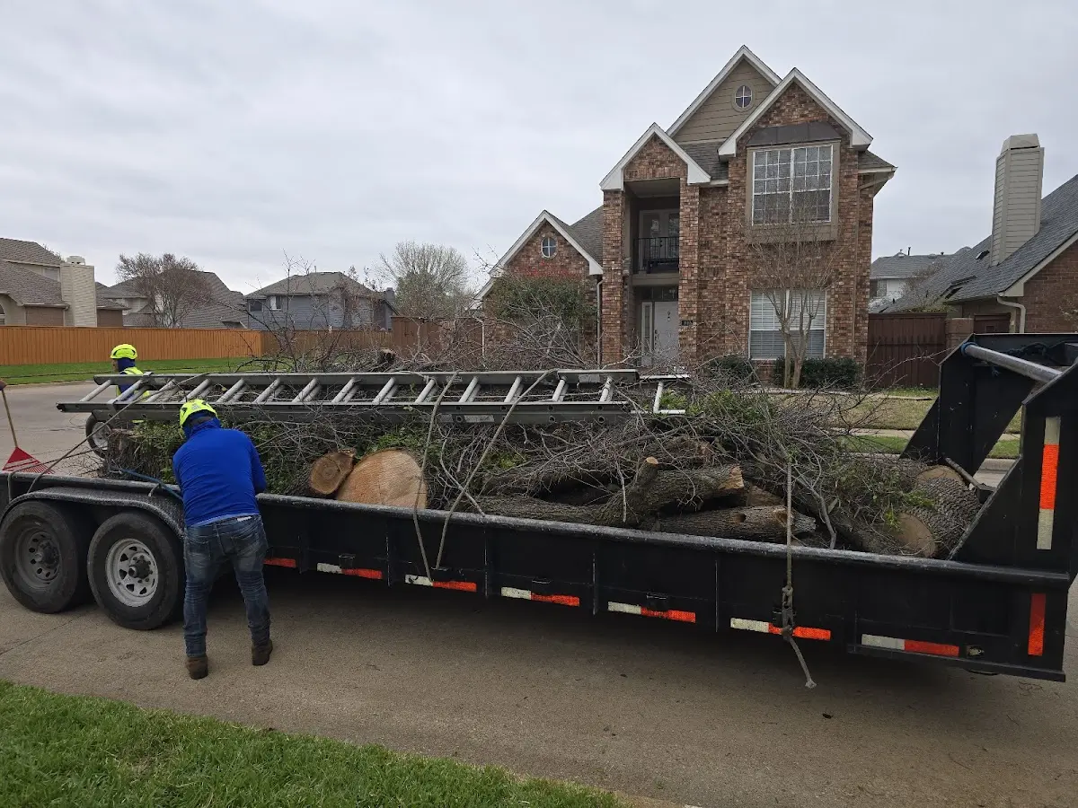 Expert Tree Removal with proper safety equipment in Loring